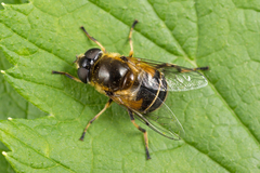 Eristalis obscura
