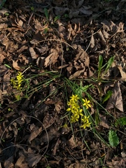 Gagea fragifera