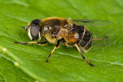 Eristalis obscura