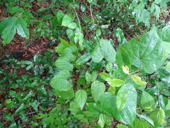 Dioscorea floridana