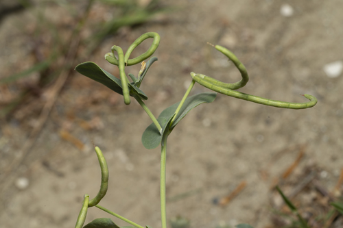 Coronilla scorpioides iNat (2)