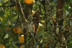 Dendrocolaptes platyrostris