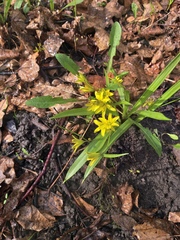 Gagea lutea