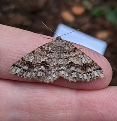 Melanolophia imitata