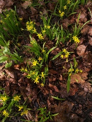 Gagea lutea