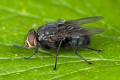 Calliphora uralensis