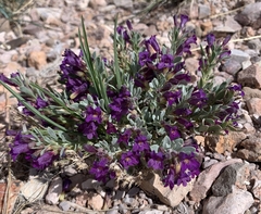 Penstemon thompsoniae