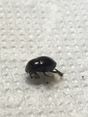 Ateuchus histeroides