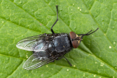 Calliphora uralensis