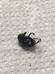 Ateuchus histeroides