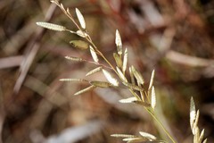 Eragrostis nindensis