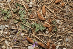 Erodium laciniatum