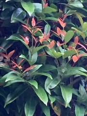 Syzygium myrtifolium