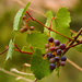 Canyon Wild Grape - Photo no rights reserved