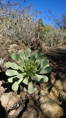 Aeonium urbicum