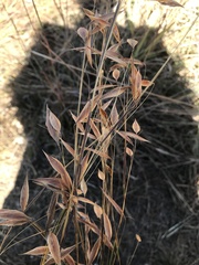 Monocymbium ceresiiforme