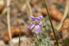 Erodium laciniatum