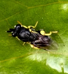 Brachymeria tibialis