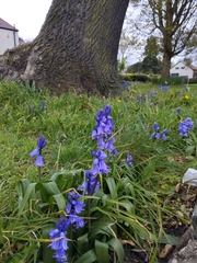 Hyacinthoides × massartiana