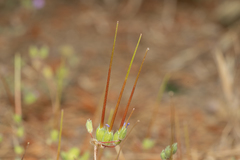 Erodium laciniatum