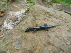 Pholidobolus vertebralis