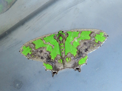 Agathia hemithearia