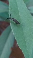 Heterotoma