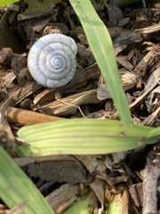 Polygyrinae
