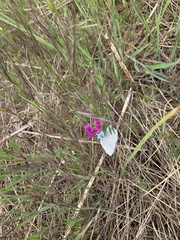 Icaricia icarioides fenderi
