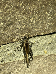 Loxoblemmus equestris