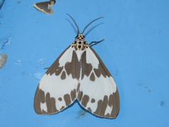 Nyctemera carissima