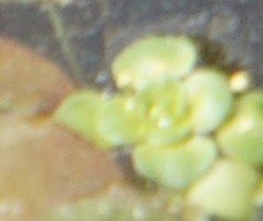 Pistia stratiotes