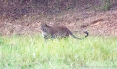Panthera pardus kotiya