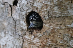 Picumnus albosquamatus