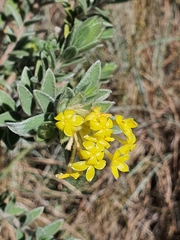 Lasiosiphon polyanthus