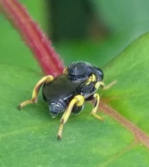 Brachymeria tibialis