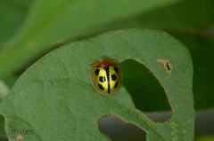 Chiridopsis bowringii