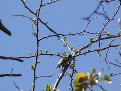Melanerpes cactorum