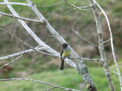 Myiarchus cephalotes