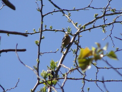 Melanerpes cactorum