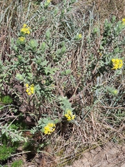 Lasiosiphon polyanthus