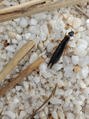 Maritime Earwig photo 5
