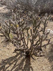 Cylindropuntia imbricata