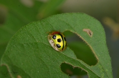 Chiridopsis bowringii