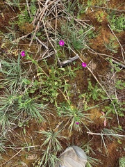 Calandrinia ciliata
