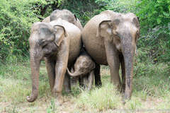 Elephas maximus maximus