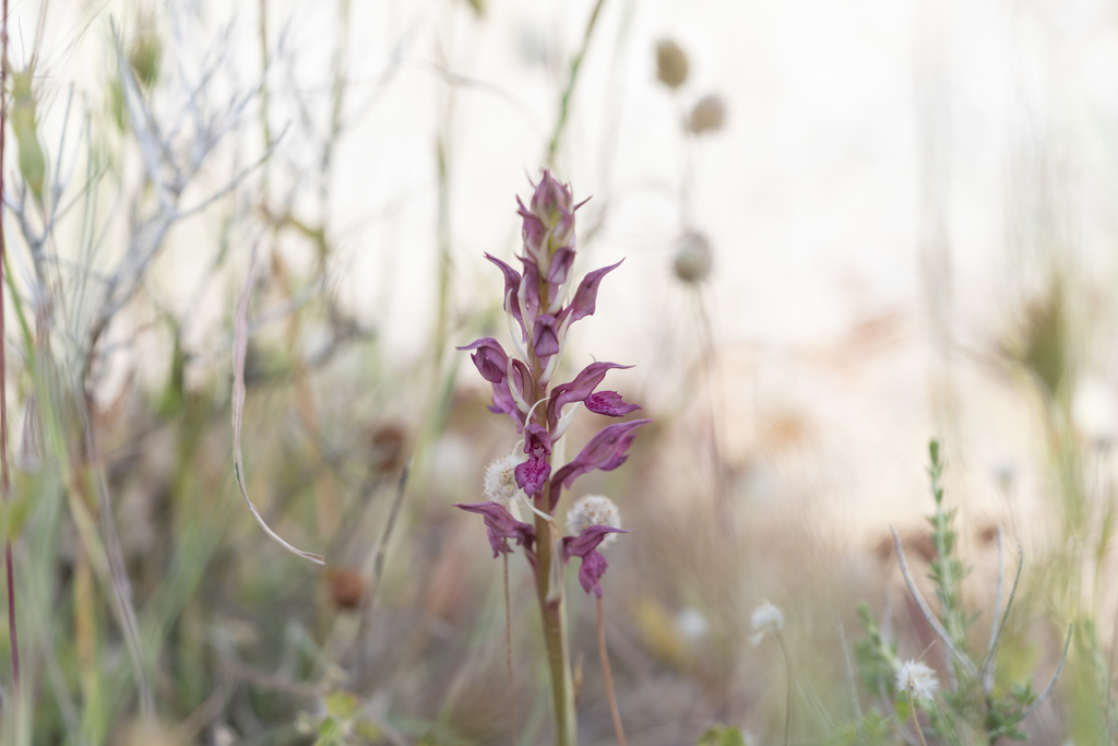 Anacamptis × kallithea