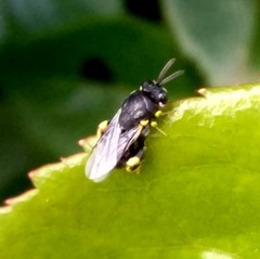 Brachymeria tibialis