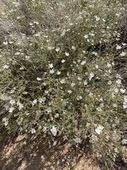 Fallugia paradoxa