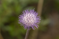 Tyrimnus leucographus